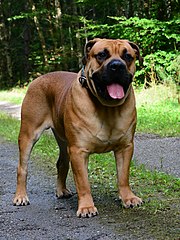 JEUNE MÂLE DOGUE DE MAJORQUE FAUVE A MASQUE NOIR 2 (cropped).JPG