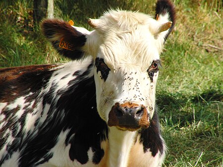 Jeune vache normande101.JPG