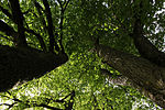 Winter linden (Tilia cordata)