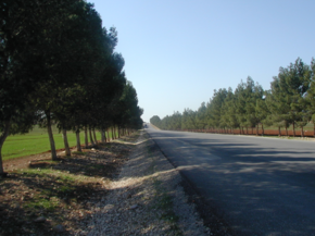 Drumul spre Shajarah