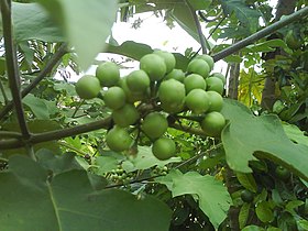 Solanum paniculatum