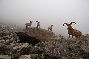 Kalnų ožiai Kabardos-Balkarijos rezervate