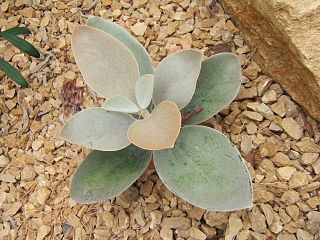 <i>Kalanchoe orgyalis</i> Species of plant