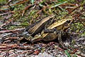 Kalophrynus interlineatus, mating.jpg