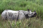 Miniatura para Parque nacional de Kaziranga