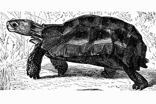 Forest hinge-back tortoise Species of tortoise