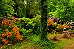 Thumbnail for Kórnik Arboretum