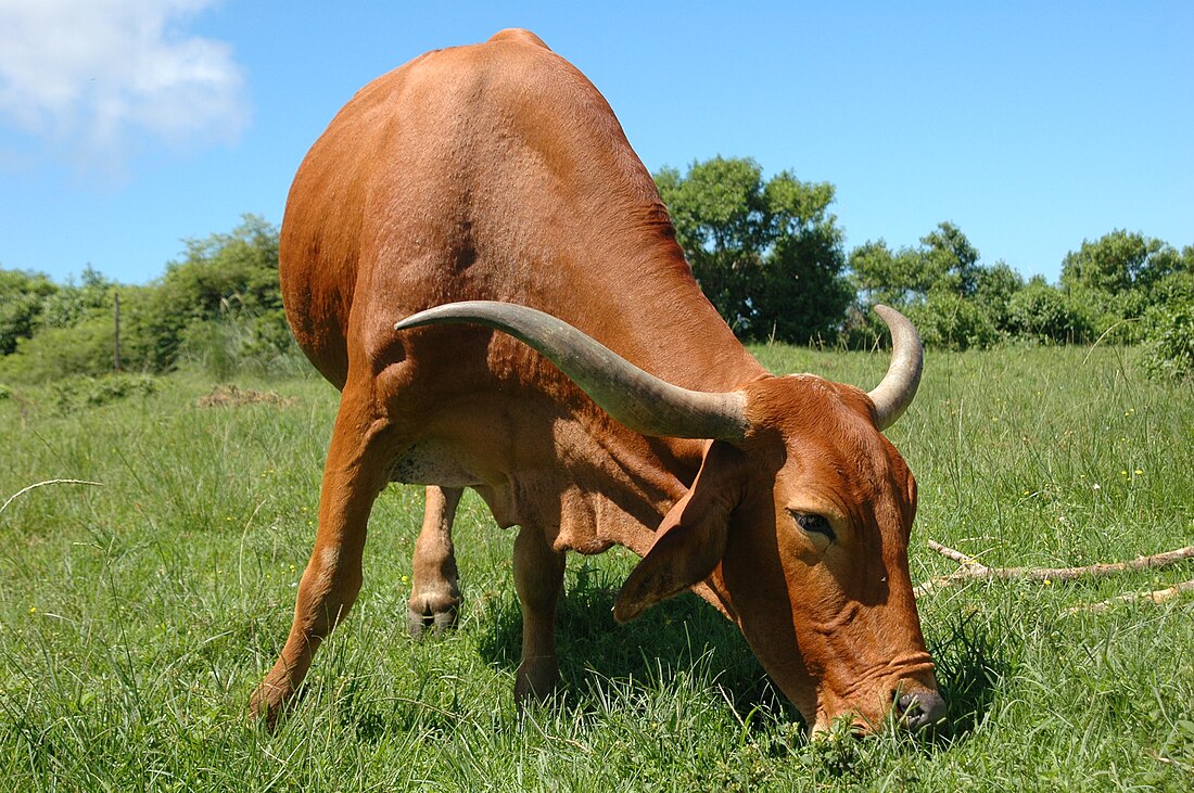 Afrikaner (race bovine)