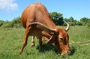 Bos Taurus: Etimología, Taxonomía, Anatomía