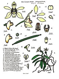 plate 078 Thrixspermum congestum