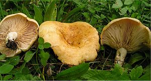 Lactarius acerrimus 73824.jpg