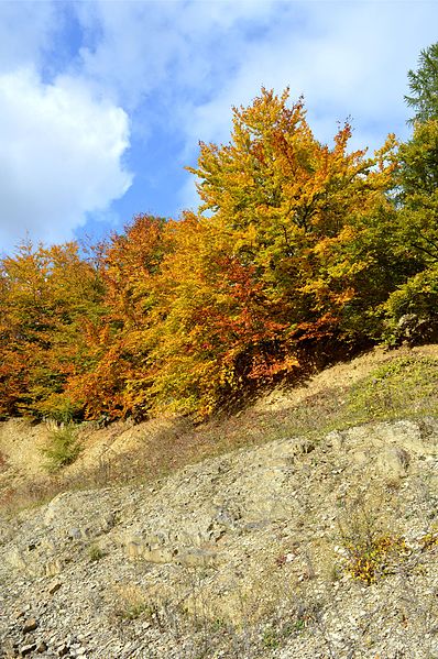 File:Landschaftsschutzgebiet Röderhofer Teiche und Egenstedter Forst - Aufschluß im Unteren Muschelkalk - Östlicher Teil (3).JPG