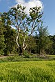 Langkawi Malaysia Rice-Paddy-02.jpg