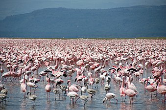 Large number of flamingos at Lake Nakuru.jpg
