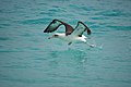 Laysan Albatross Eastern Island MIdway Atoll 2019-01-17 15-54-11 (47250784222).jpg