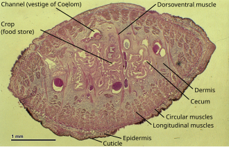 Sección transversal de una sanguijuela que muestra su anatomía.