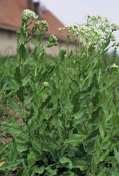 File:Lepidium draba.jpg