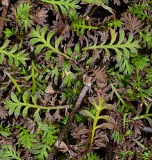 Leptinella filiformis yaprakları 2.1000x800.jpg