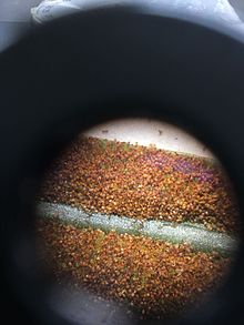 萊蕨孢子囊呈散沙狀著生於繁殖葉之葉背前端