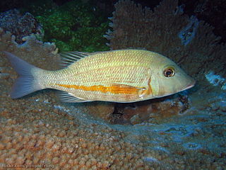 <i>Lethrinus obsoletus</i> Species of fish