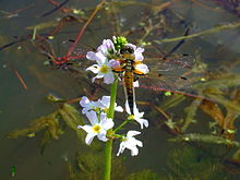 Habitat preference: A four-spotted chaser, Libellula quadrimaculata on an emergent plant, the water violet Hottonia palustris, with submerged vegetation in the background Libellula quadrimaculata m1.jpg