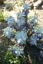 Miniatura para Limonium estevei