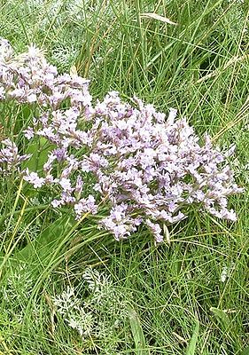 Common sea lavender (Limonium vulgare)