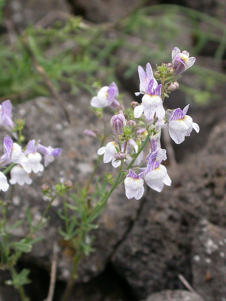 File:Linaria repens les-monthairons 55 01072007 1.JPG