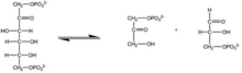 A reaction that illustrates an enzyme cleaving a specific bond of the reactant in order to create two products Linkagespecificity.png