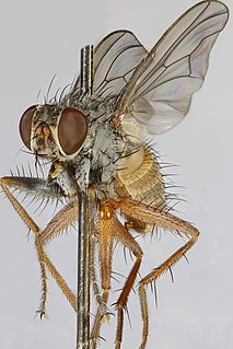 <i>Lispocephala brachialis</i> Species of fly