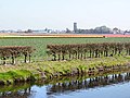 Lisse, parc floral néerlandais de Keukenhof (30)