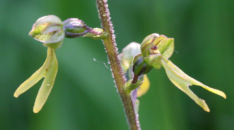 File:Listera ovata ENBLA01.JPG