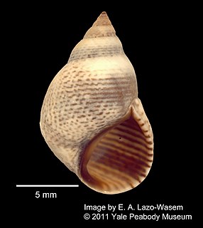 <i>Littoraria pintado</i> Species of gastropod