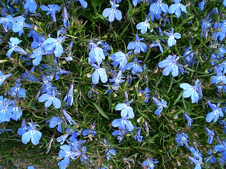 Lobelia erinus 0.02.jpg