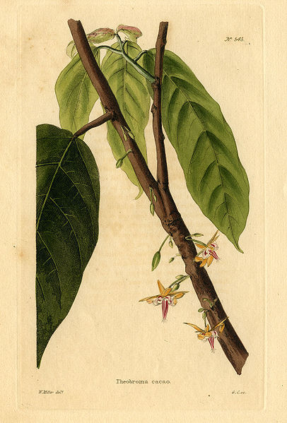 File:Loddiges 545 Theobroma cacao drawn by W Miller.jpg