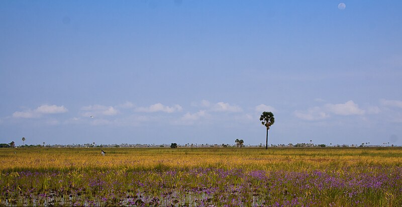 File:Lone Palm Tree.jpg