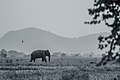 Lonely Elephant.jpg