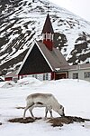Svalbardsren framför Longyearbyen kyrka