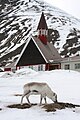 Spitsbergenrendier in Longyearbyen.