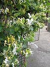 Lonicera japonica 01.JPG