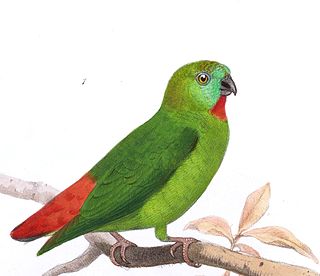 <span class="mw-page-title-main">Orange-fronted hanging parrot</span> Species of bird