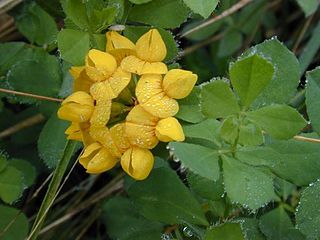 <i>Lotus pedunculatus</i> species of plant