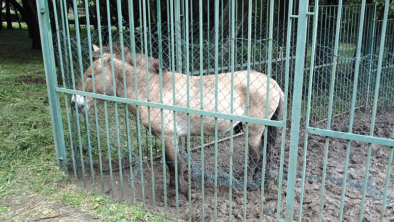 File:Lovech Zoo Iz7.jpg