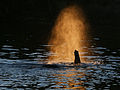 Loxodonta africana (Elefant crossing a river)