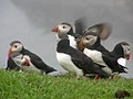 Macareux sur Lunga.