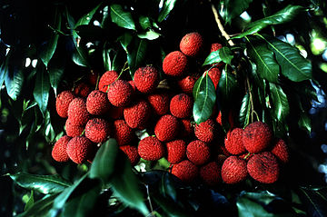 Bihar accounts for 71 percent of India's annual litchi production.[7]