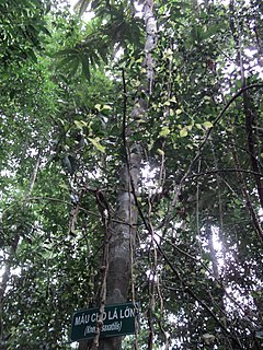 <i>Knema saxatilis</i> Species of tree