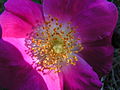 (1) Macro d'une rose en plein mois de juin. (Gaël Digard)