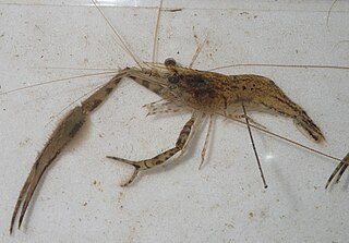 <i>Macrobrachium grandimanus</i> Species of shrimp