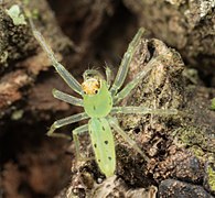 Magnolia Green Jumper (Lyssomanes viridis) - immature specimen.jpg